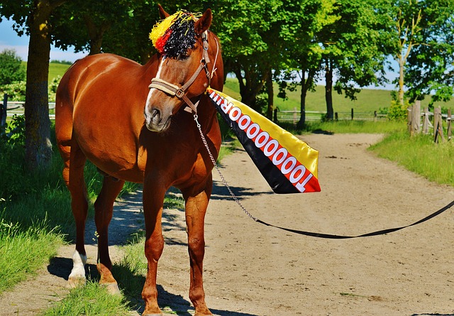 培养和评定 培养和评定